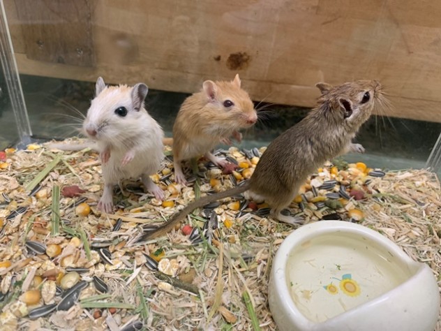 ３匹のカラージャービル 山梨県甲府市の小動物ペット専門館スモールワールドイシハラ